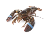Live 1 1/2 lb Lobsters