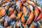 Large Stone Crab Claw