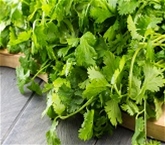Organic Cilantro