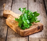 Basil Leaves A&V
