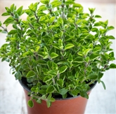 Potted Oregano 6"