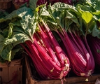 Chicory