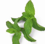 Fresh Mint 