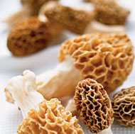 Fresh Morels 