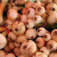 Cipolline Onions 