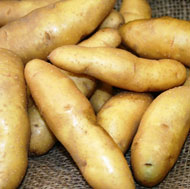 Fingerling Potatoes
