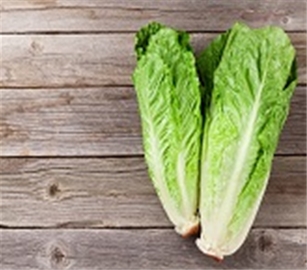 Lettuce Green Leaf