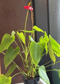 Flowering Plants Medium