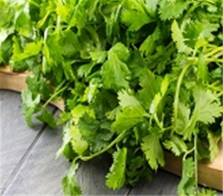 Cilantro Bunch