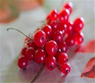 Hurst's Red Currants