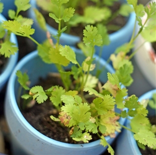Potted Cilantro 4"