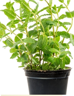 Potted Mint  4"