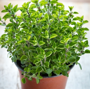 Potted Oregano 6"