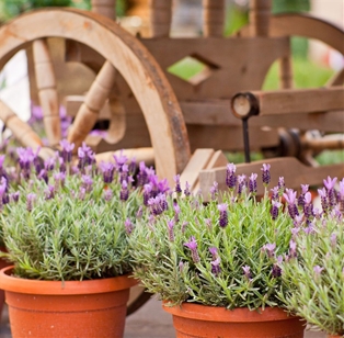 Potted Lavender 4"