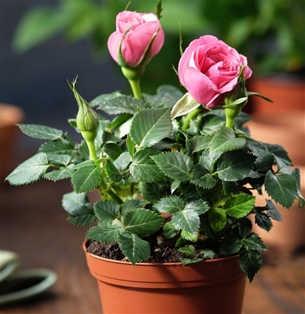 Potted Herb Mini Rose 4"