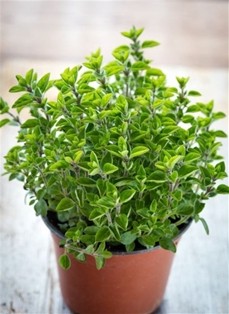 Potted Herb Small Oregano Poleo 4"