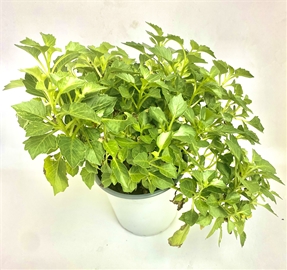 Small House Plants 4''