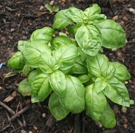 Soli Organic Basil .5oz